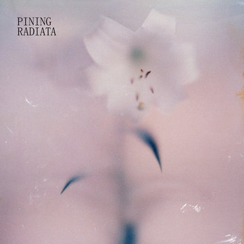 Pining radiata