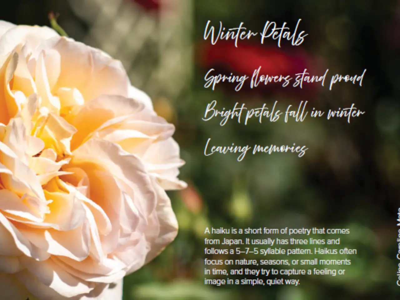 Winter petals PNCL 2026