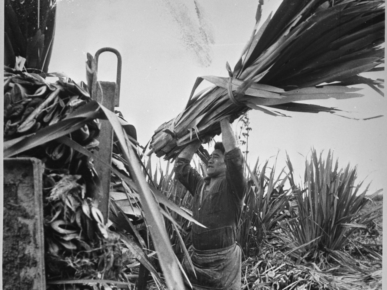 Flax Worker original scaled