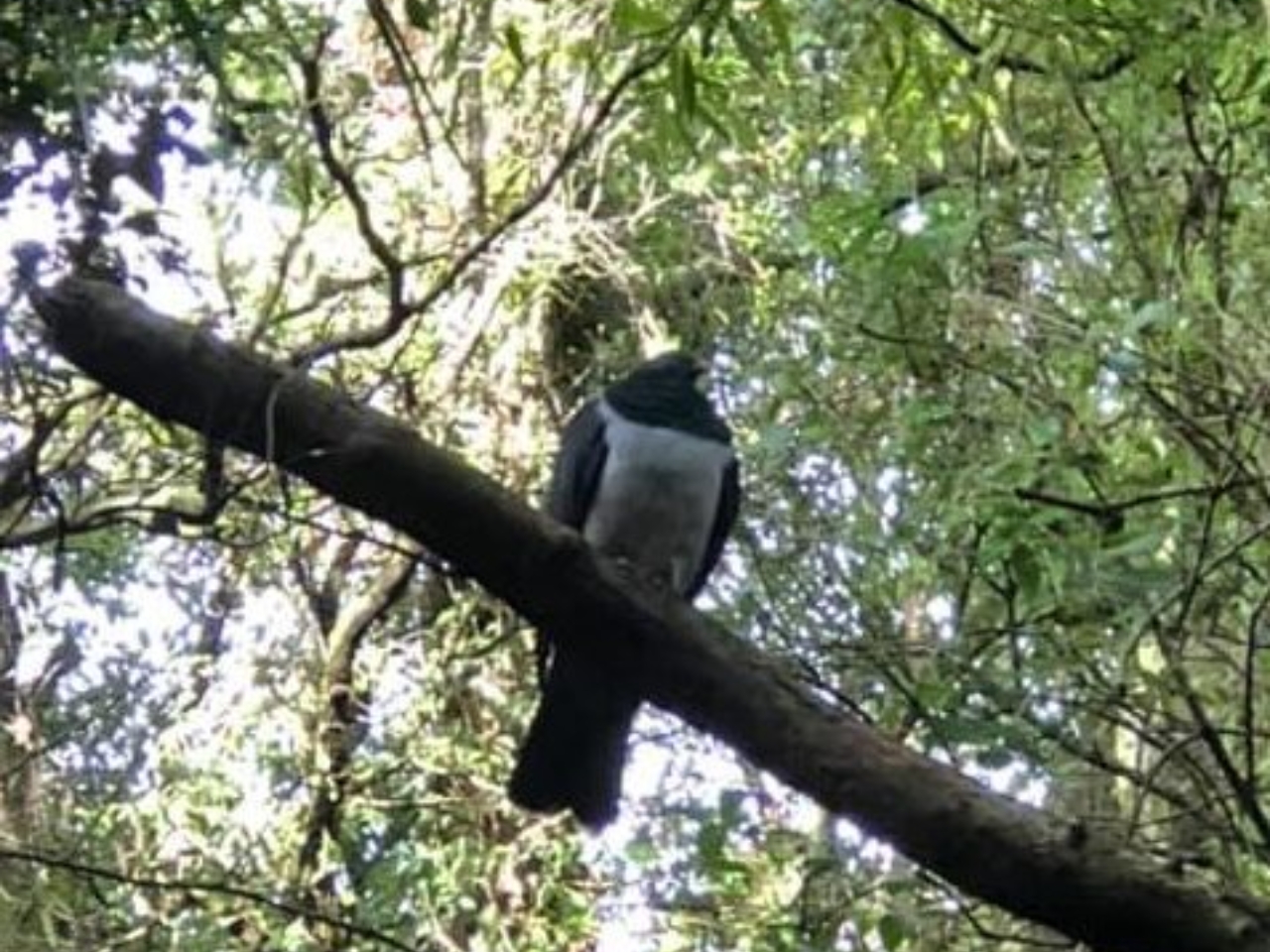 Kereru 4 e1634603234457