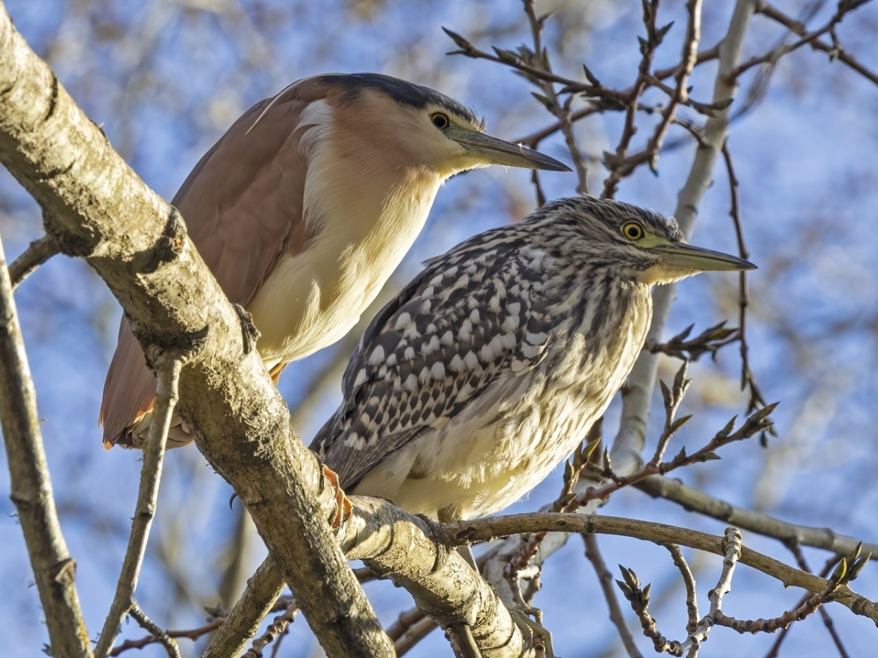 Nankeen night herons smol