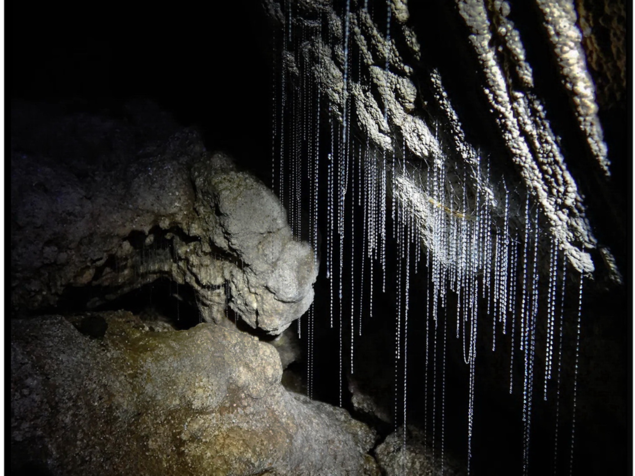 Forest and Bird glow worm image