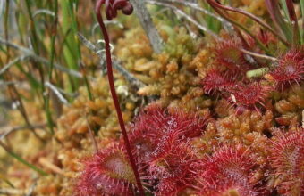 Image for Forest and Bird talk: NZ Carnivorous Plants with Peter Sebborn