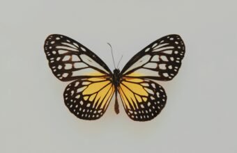Image for Pūrerehua Butterfly Bookmarks