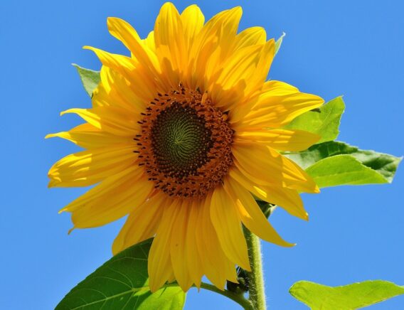 Sunflower 1528939 1280