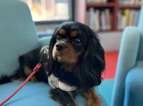 Gabby the Reading Unleashed dog