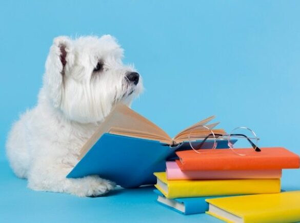 Cute little dog back school 23 21489859251