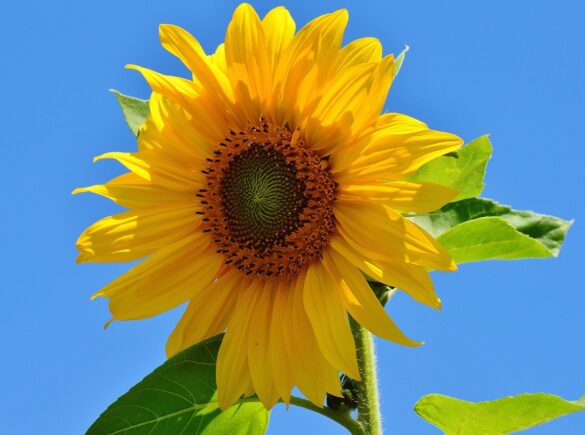 Sunflower 1528939 1280