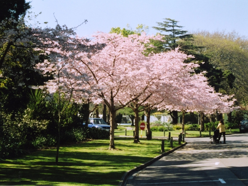 The Esplande Cherry Blossom original scaled