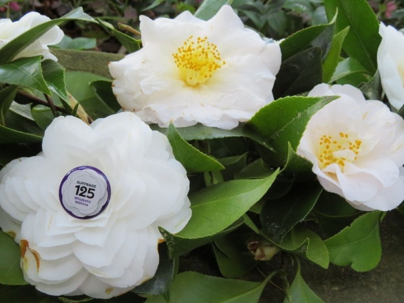 Photo of three white camelia blooms with green leaves surrounding. The two right-hand blooms have yellow stamens the bottom left-hand bloom has a Suffrage 125 button in its centre.