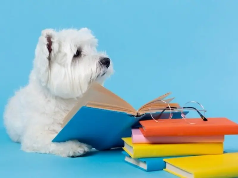 Cute little dog back school 23 21489859251