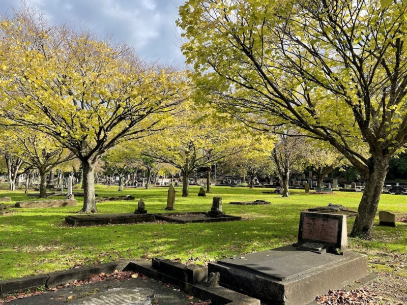 Green grass and large trees with light green leaves and concreate graves with short headstones.