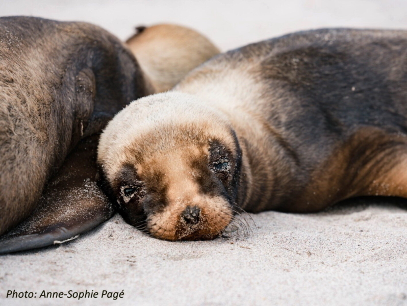 Sea Lion1