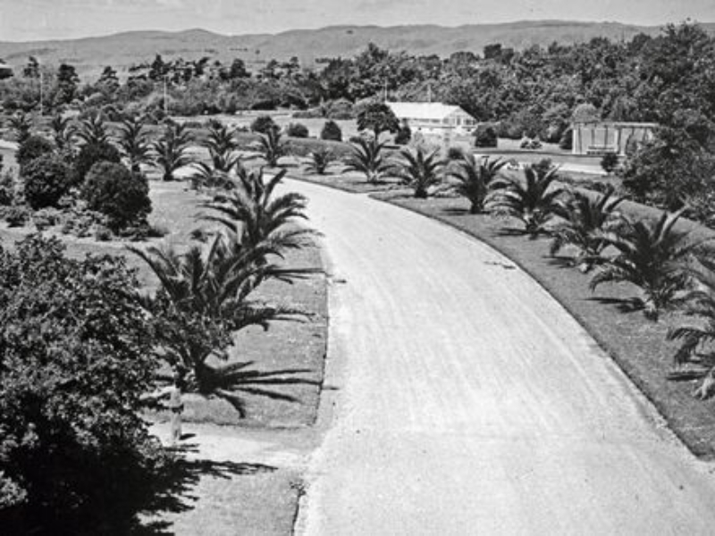 A black and white image of a road lined with newly planted queen palms. A glass conservatory is in the distance on the right.