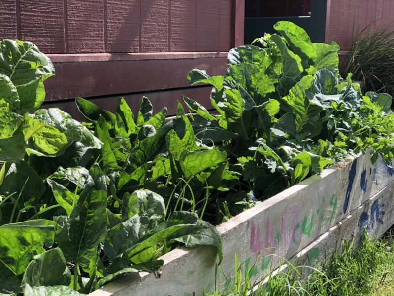 main image for Is there a community garden at Te Pātikitiki?